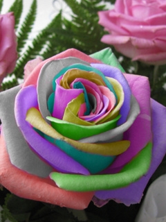 colourful rose(2)