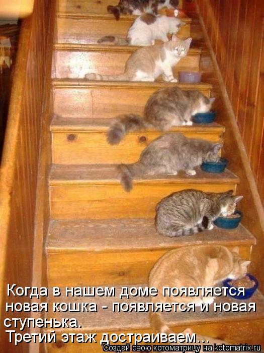 kotomatritsa 0Fb