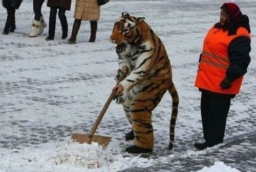 ежедневник наблюдателя