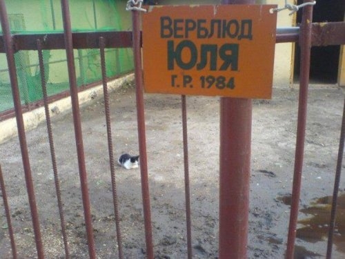 ежедневник наблюдателя