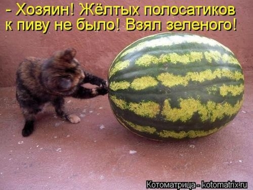 ежедневник наблюдателя