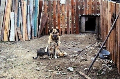 ежедневник наблюдателя